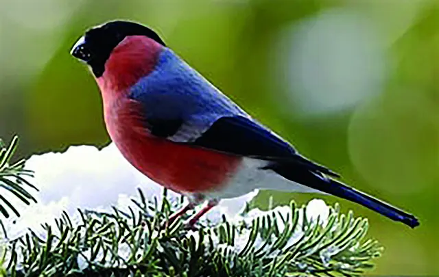 Foto: Vogelliebhaber- und Vogelschutzverein Pfaffenhofen und Umgebung e. V.