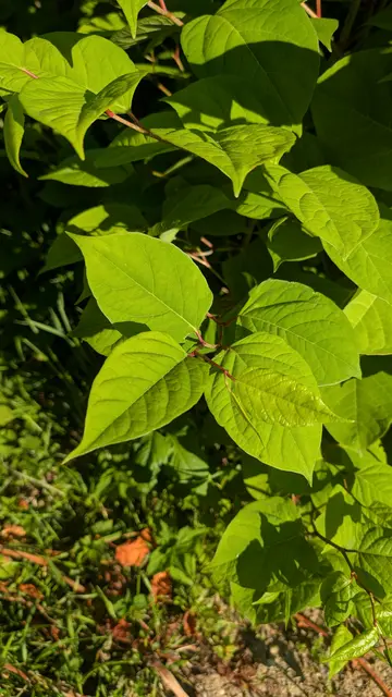 Blatt des Japanischen Staudenknöterichs