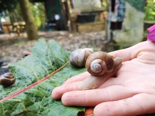 Im Garten zeigt eine Kinderhand eine Weinbergschnecke auf der Hand