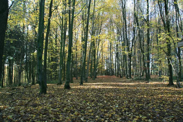 Blick in den Wald im Herbst bei Sonnenschein