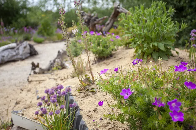 Im Bürgerpark soll ein Sandarium und Wildstaudenbeet entstehen.  | Foto: naturgartenexperten.de 