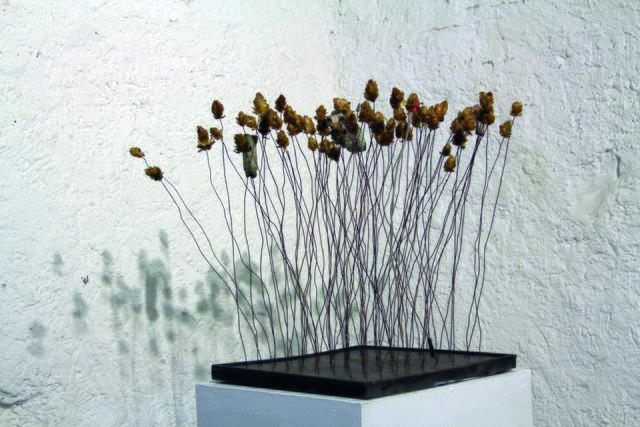 "Hopfengras" von Thomas Neumaier
