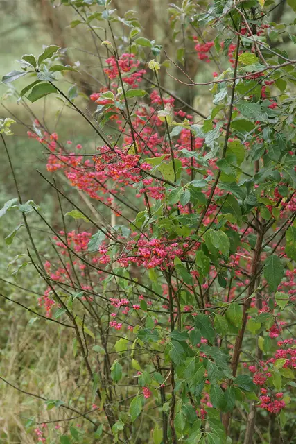 Foto: Wolfgang Schödel
