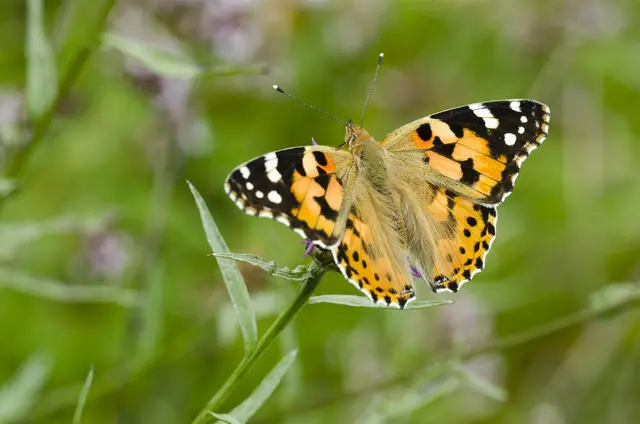 Foto: Wolfgang Piepers