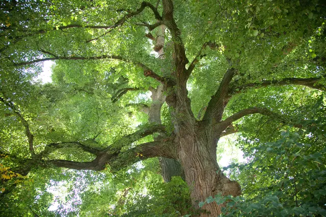 Foto: Johannes Selmansberger