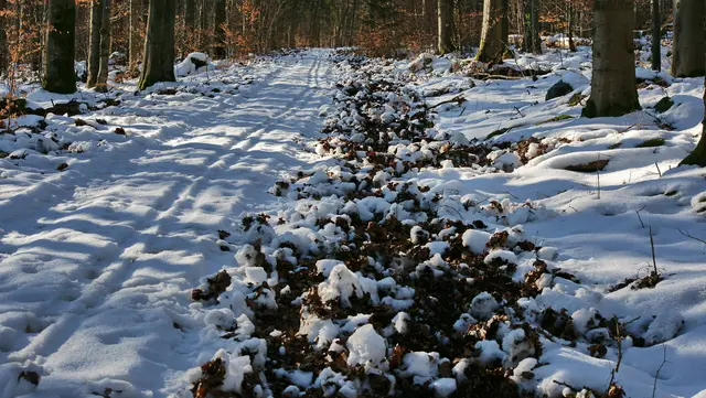 Foto: Wolfgang Schödel