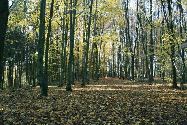Blick in den herbstlichen Wald bei Sonne